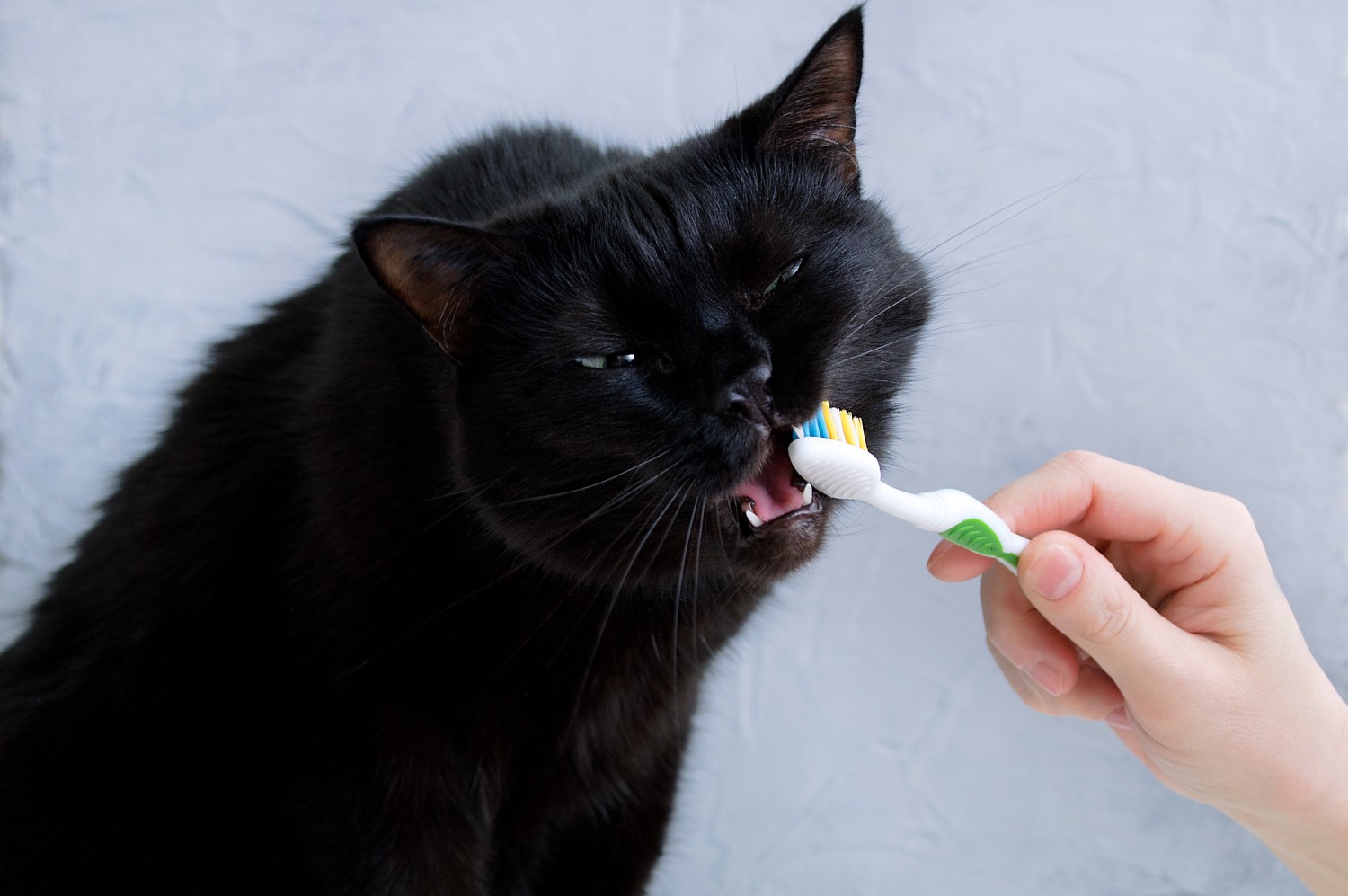 cat with tooth brush