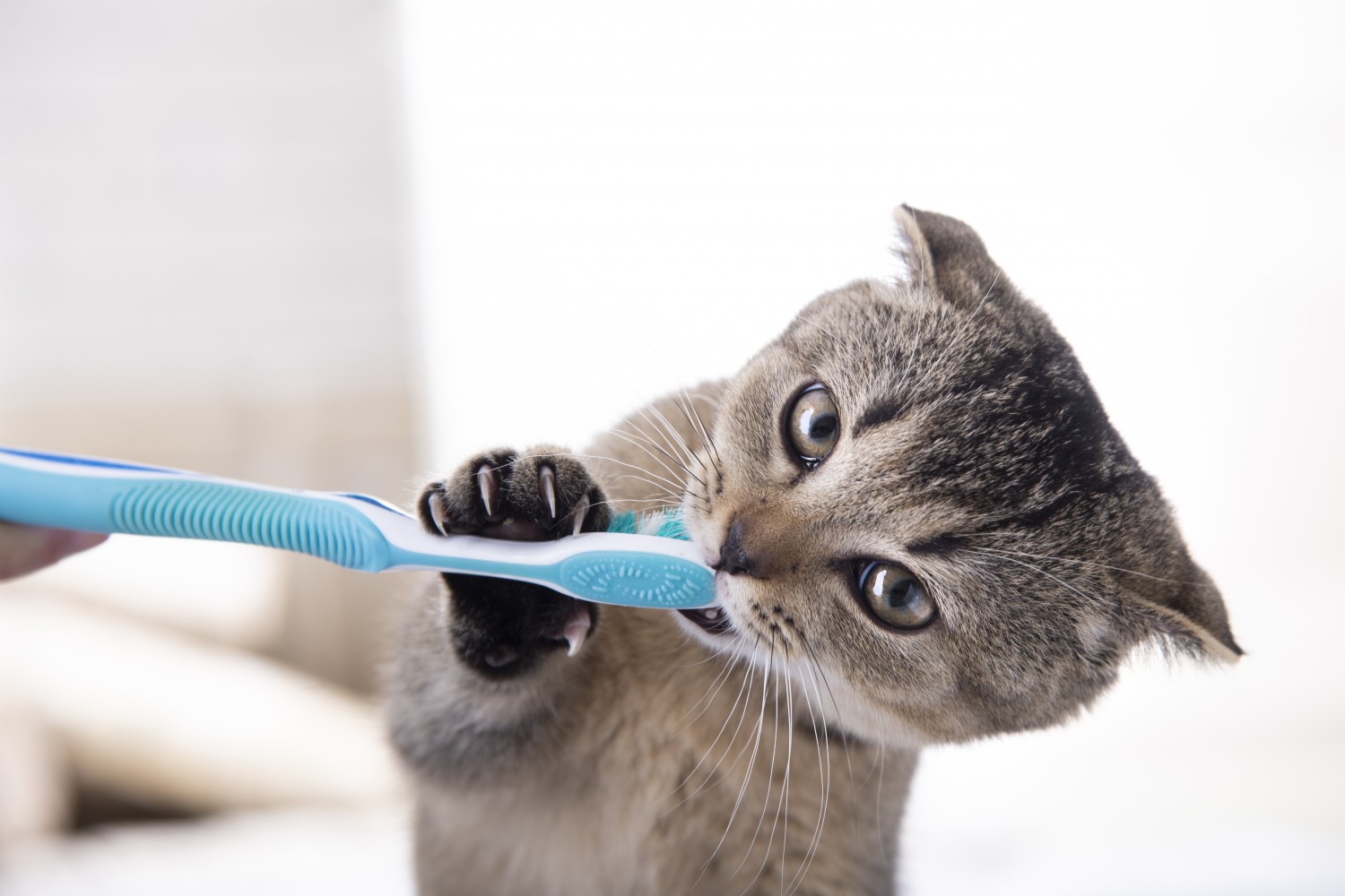 cat with tooth brush