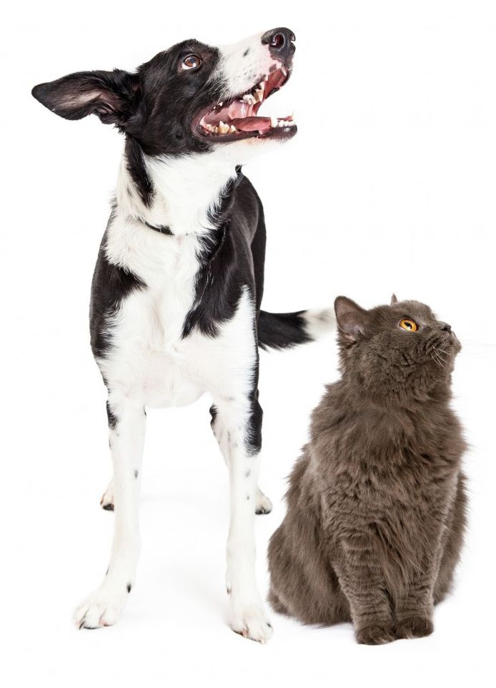 Happy Cat and dog